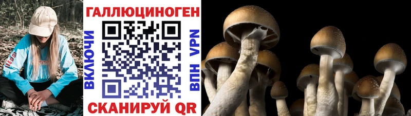 что такое наркотик  Алагир  Галлюциногенные грибы Psilocybine cubensis 